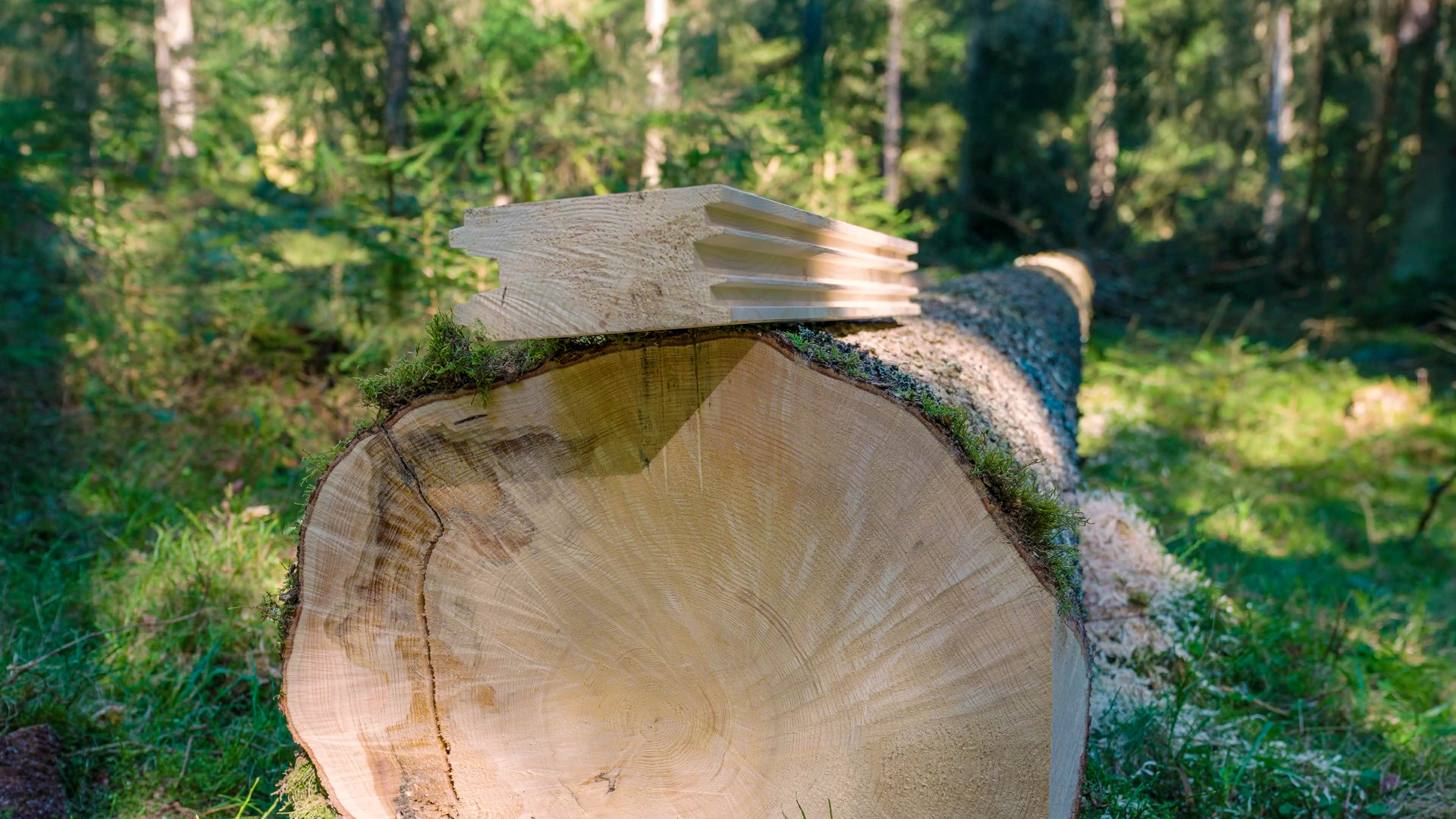 Der formgeschnittene naturmassive Balken MONOBLOCK der Brunthaler Naturhausmanufaktur liegt auf einer gefällten großen Fichte in einem grünen Waldstück. Sonnenlicht erhellt Teile der Szenerie. © Brunthaler Naturhausmanufaktur